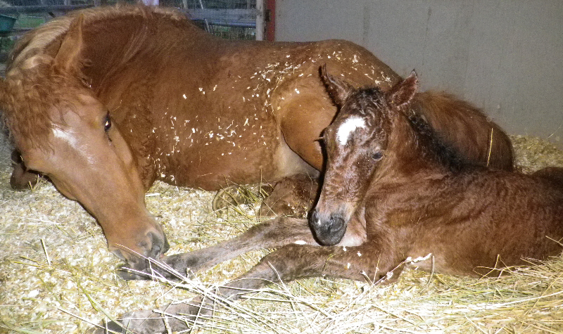 flame colt new.jpg